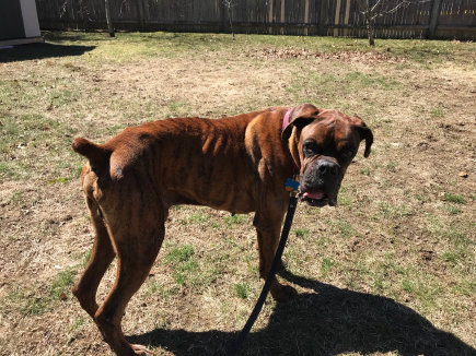 boxer rescue