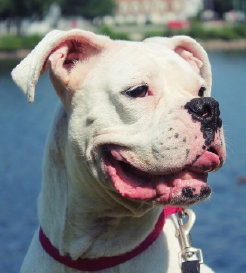 theboxerrescuehomepage001003.jpg