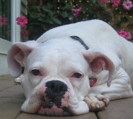 theboxerrescuehomepage001026.jpg