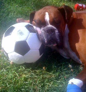 theboxerrescuehomepage007015.jpg