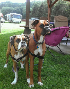 theboxerrescuehomepage138004.jpg