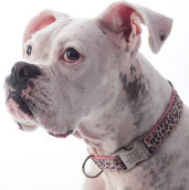 theboxerrescuehomepage153006.jpg