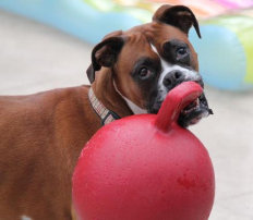 theboxerrescuehomepage153009.jpg