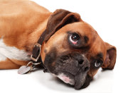 theboxerrescuehomepage154009.jpg
