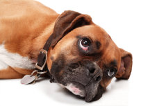 theboxerrescuehomepage155008.jpg