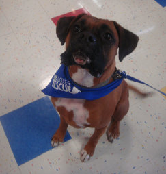 theboxerrescuehomepage174001.jpg