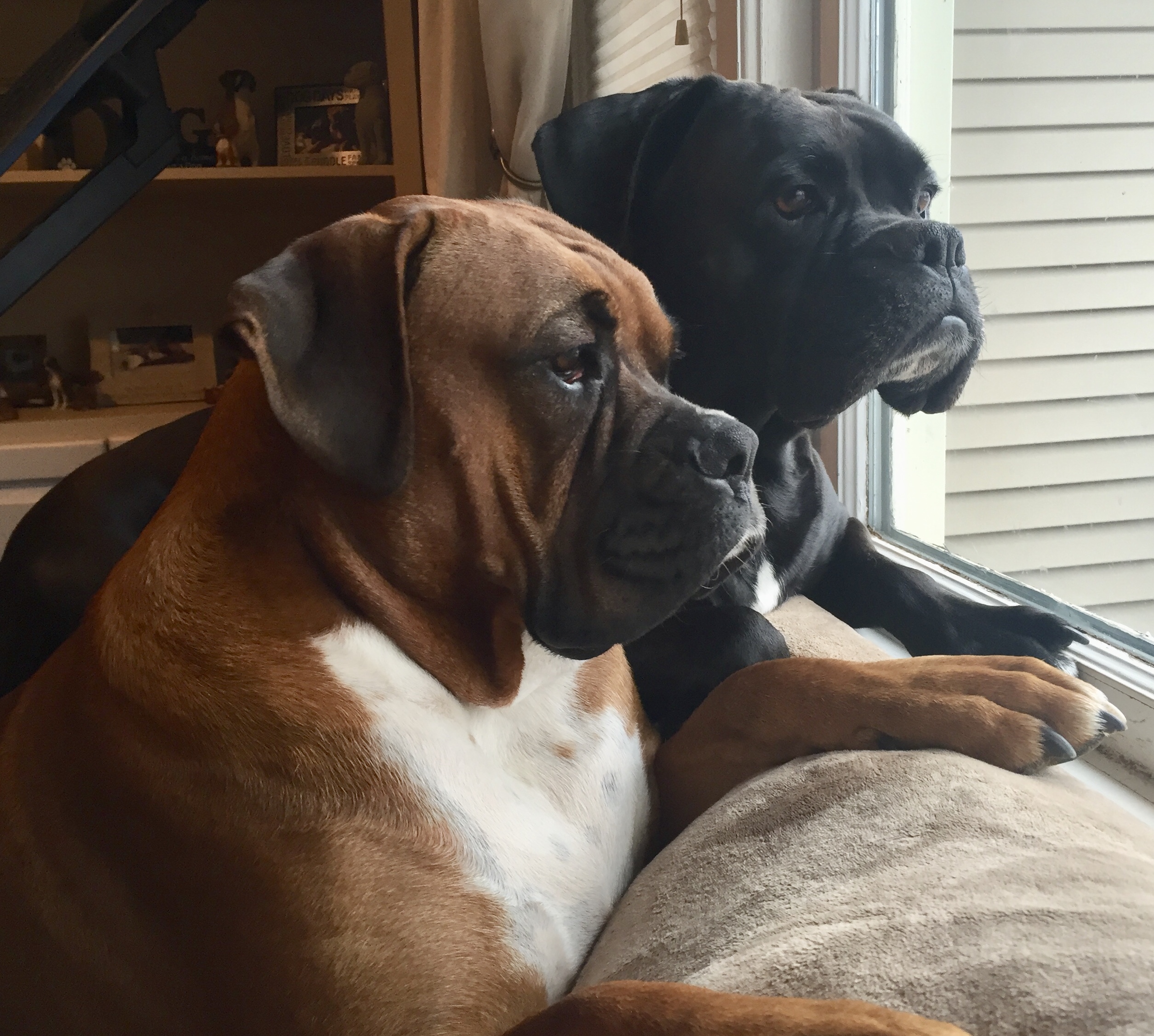 About Us | The Boxer Rescue