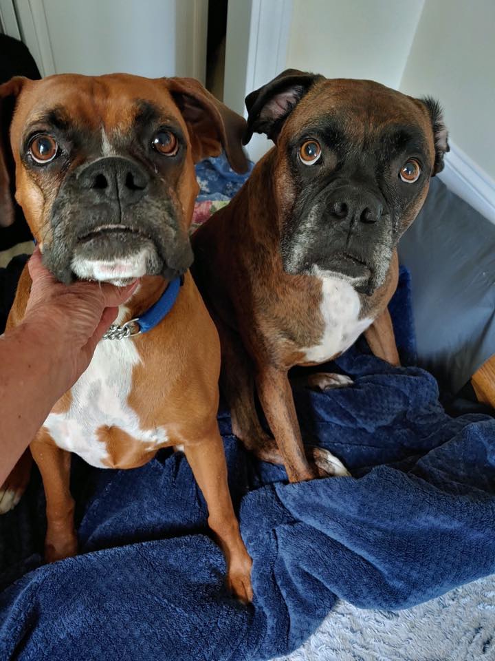 ma boxer rescue