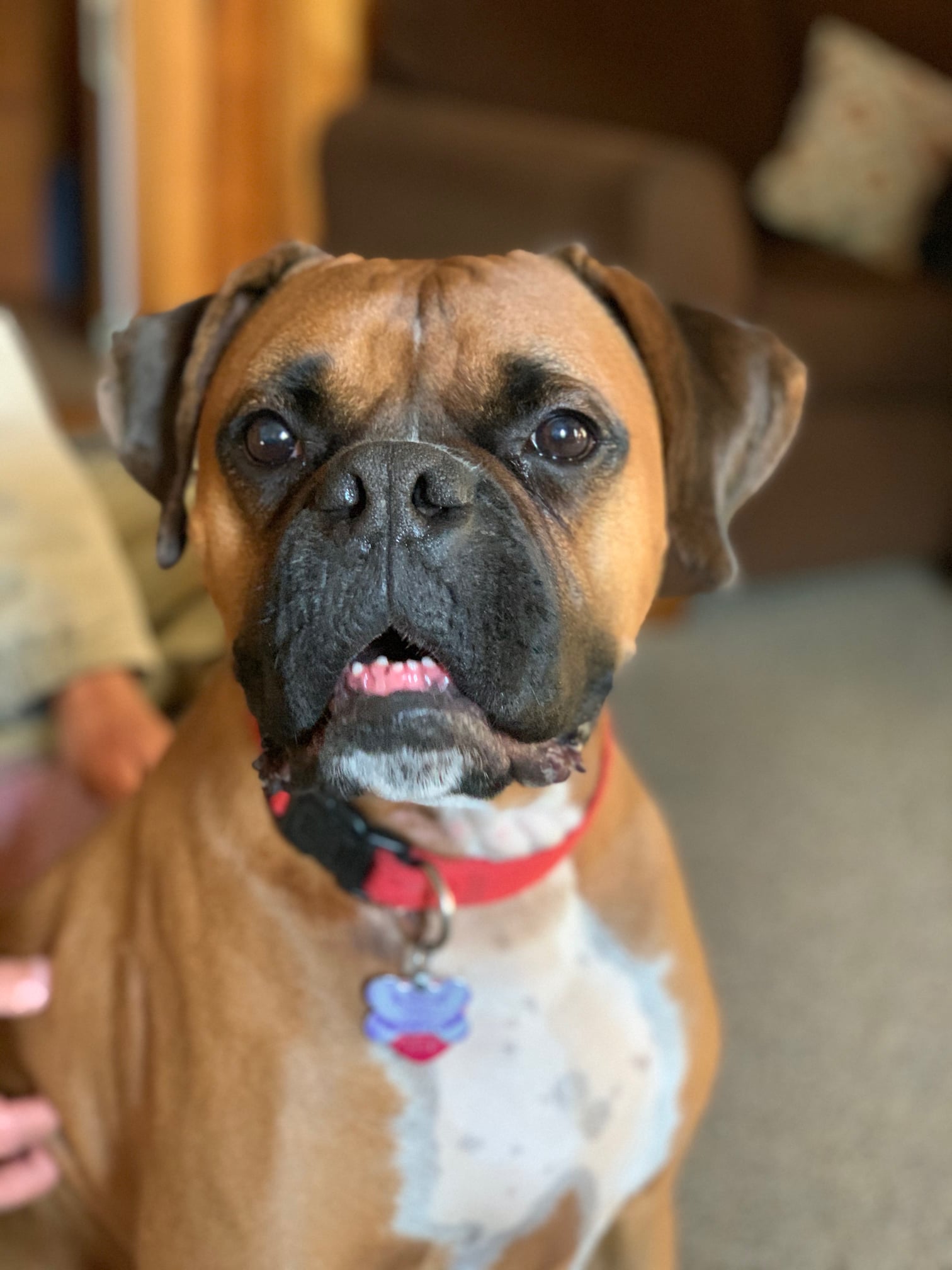 Available Dogs | The Boxer Rescue