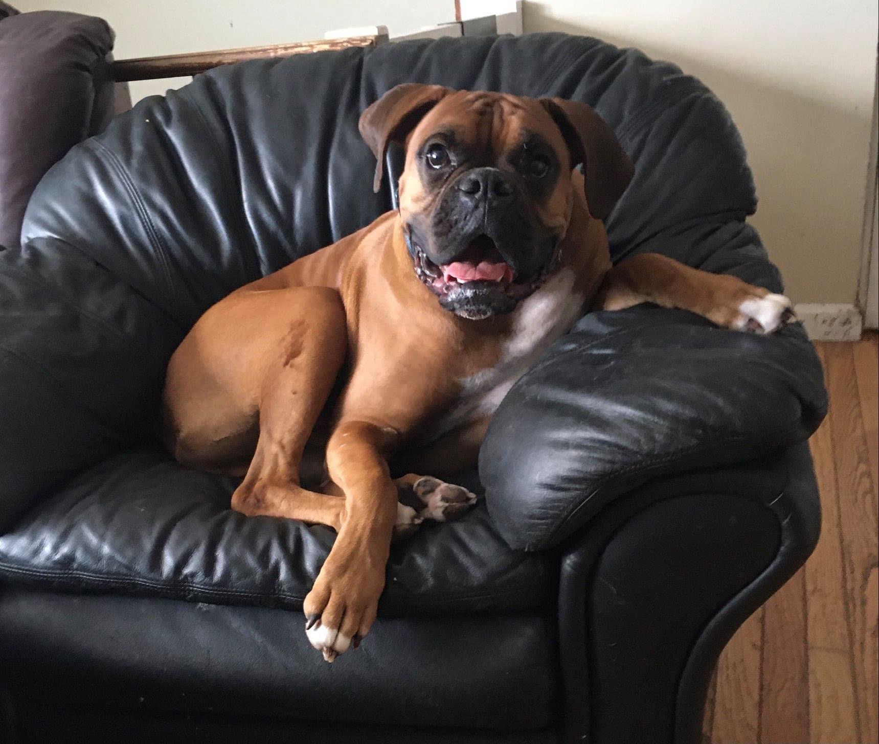 boxers for adoption near me