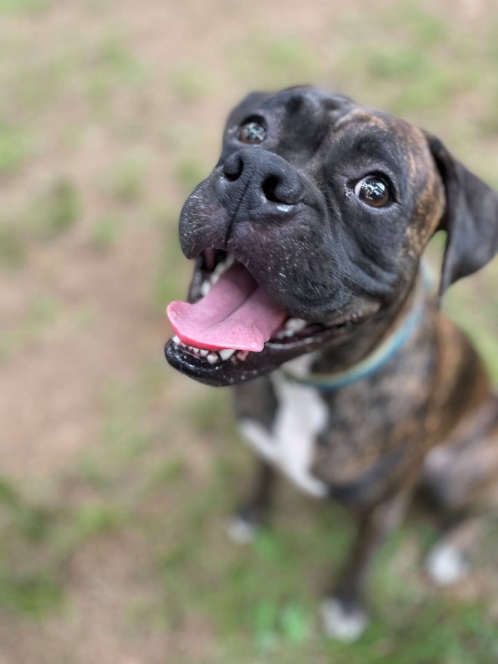 Available Dogs The Boxer Rescue