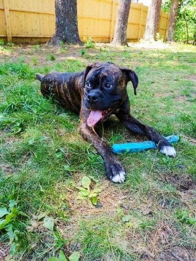 Available Dogs | The Boxer Rescue