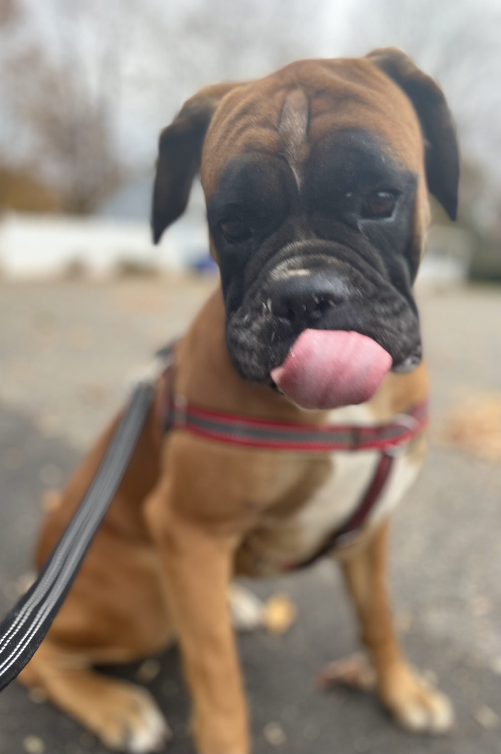 Boxer dog hot sale shelter